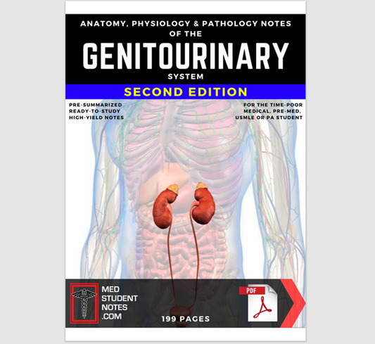 Genitourinary System Notes Medical Study MBBS, MD, MBChB, USMLE, PA & Nursing Illustrated Summary Anatomy & Physiology